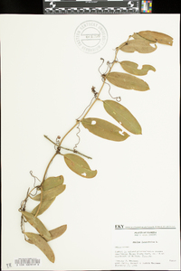 Smilax laurifolia image