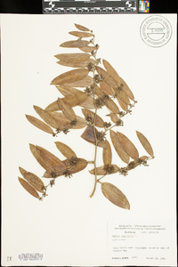 Smilax laurifolia image