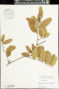 Smilax laurifolia image