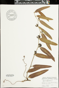 Smilax laurifolia image