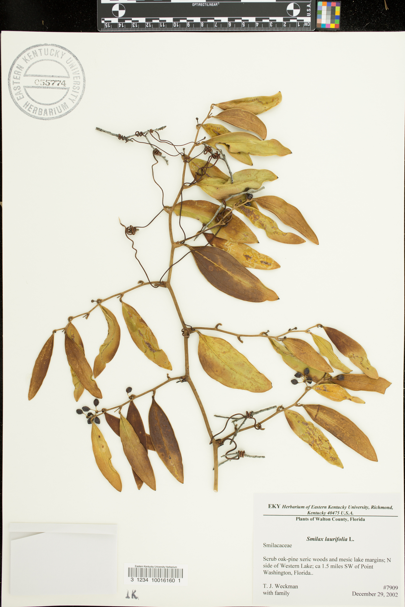 Smilax laurifolia image