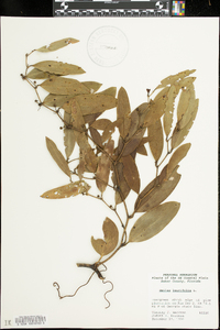 Smilax laurifolia image