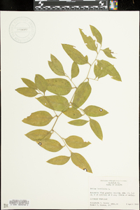 Smilax laurifolia image