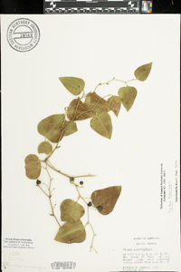 Smilax bona-nox image