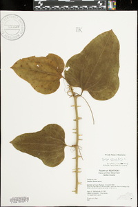 Smilax bona-nox image