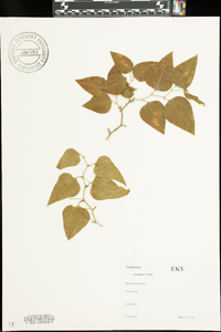 Smilax bona-nox image