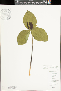 Trillium cuneatum image