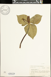 Trillium cuneatum image