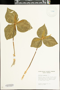 Trillium cuneatum image