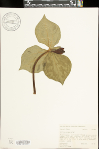 Trillium cuneatum image