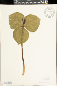 Trillium cuneatum image