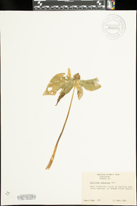 Trillium cuneatum image