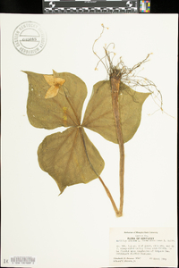 Trillium erectum image