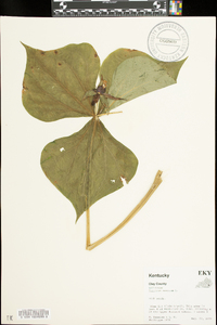 Trillium erectum image