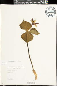 Trillium erectum image