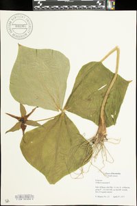 Trillium erectum image