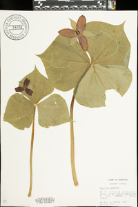 Trillium erectum image