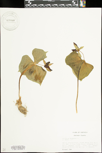 Trillium erectum image