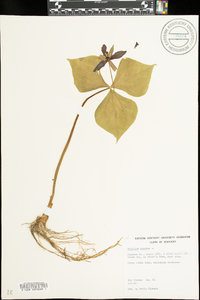 Trillium erectum image