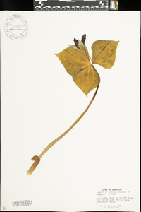 Trillium erectum image