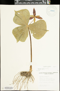 Trillium erectum image