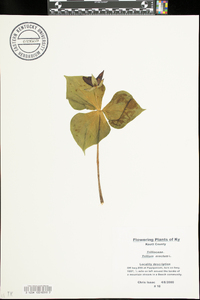 Trillium erectum image