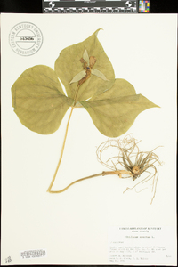 Trillium erectum image