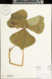 Trillium erectum image