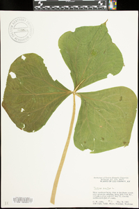 Trillium erectum image