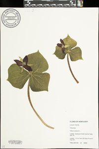 Trillium erectum image