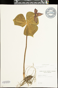 Trillium erectum image