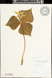 Trillium erectum image