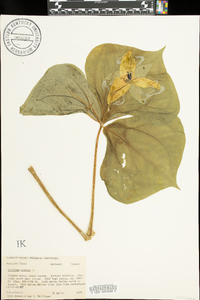 Trillium erectum image