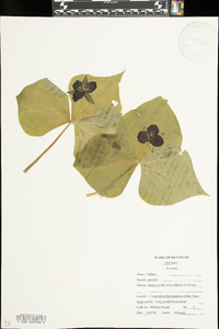 Trillium erectum image