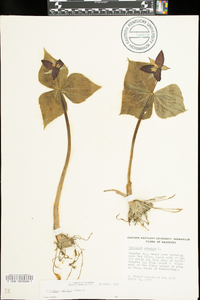 Trillium erectum image