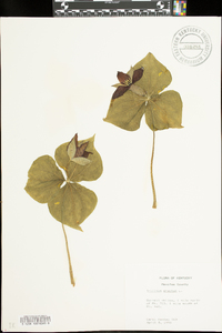 Trillium erectum image