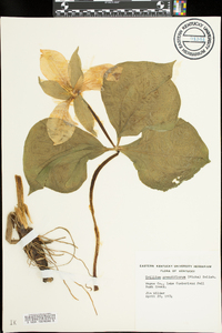 Trillium grandiflorum image