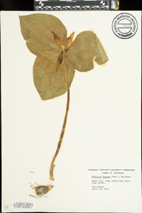 Trillium luteum image