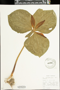 Trillium luteum image