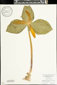 Trillium luteum image