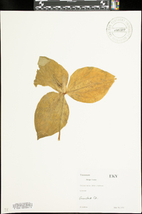 Trillium luteum image