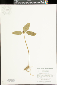 Trillium recurvatum image