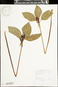 Trillium recurvatum image