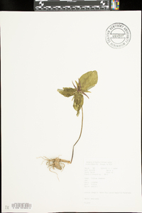 Trillium sessile image