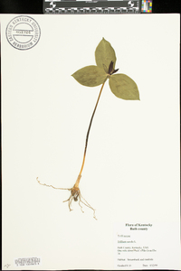 Trillium sessile image