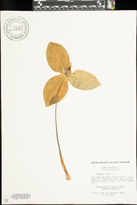 Trillium sessile image