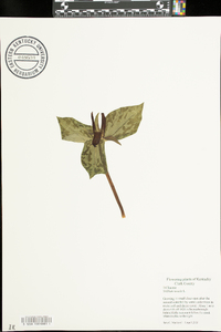 Trillium sessile image