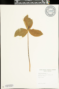 Trillium sessile image