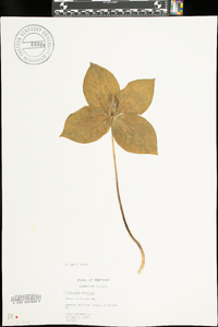 Trillium sessile image