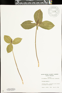 Trillium sessile image